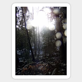 Forest Sun Rays in the Snow #64 Sticker